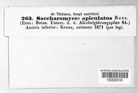 Image of Hanseniaspora uvarum